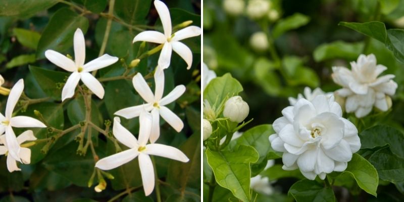 jasmin pour fleur séchée