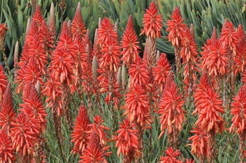 tritoma ou tison de satan Kniphofia 'Red Rocket'