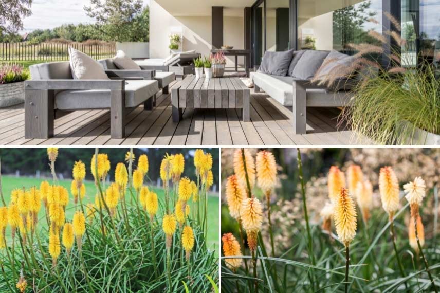 Kniphofia, tritoma, tison de satan en pot ou en bac