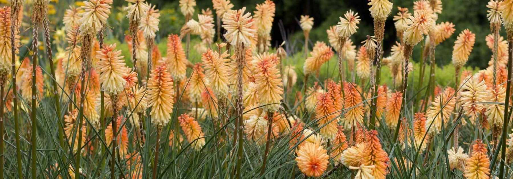 Kniphofia : Les plus belles variétés