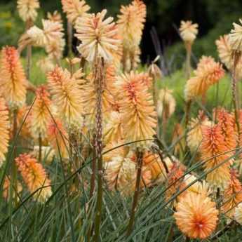 Kniphofia : Les plus belles variétés