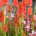 Cultiver un kniphofia en pot