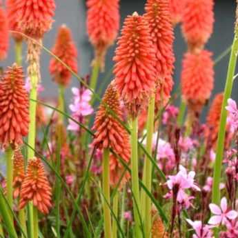 Cultiver un kniphofia en pot