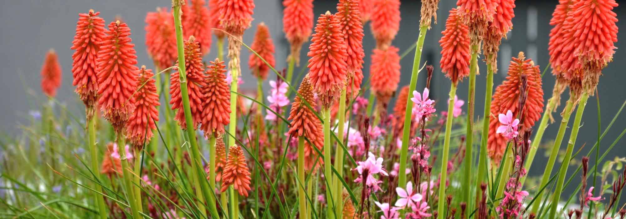 Cultiver un kniphofia en pot