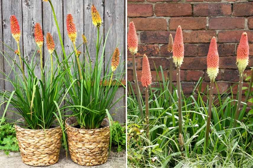 Kniphofia, tritoma, tison de satan en pot ou en bac