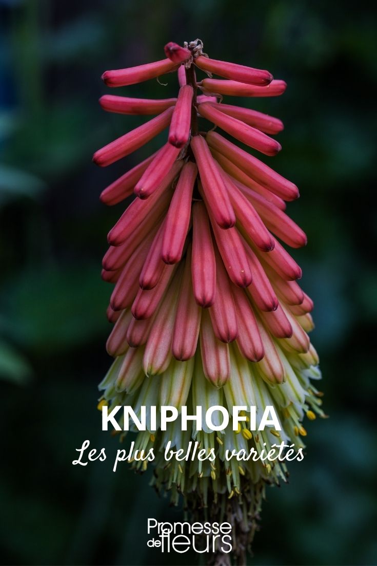 kniphofia les plus belles variétés