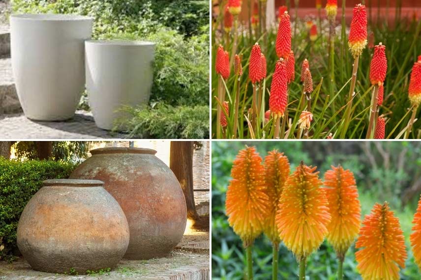 Kniphofia, tritoma, tison de satan en pot ou en bac