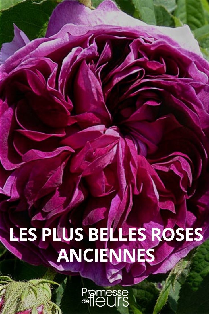 les plus belles roses anciennes