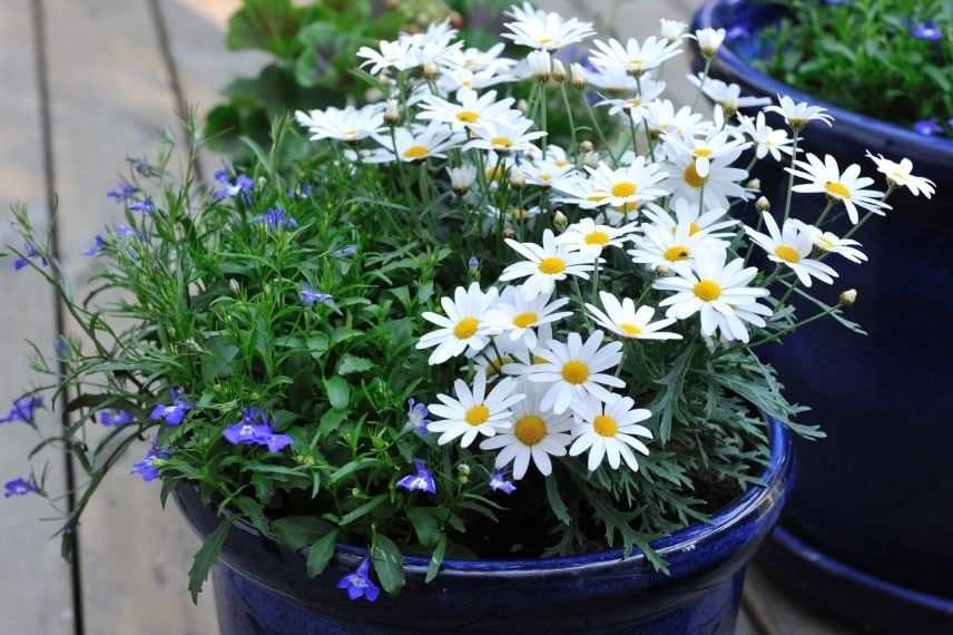 potée marguerite, leucanthemum en pot