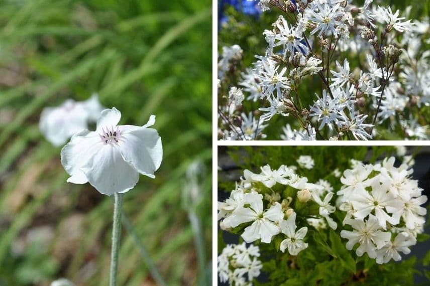 lychnis