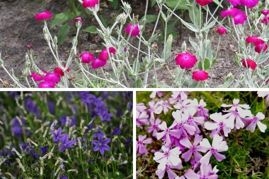 lychnis association 