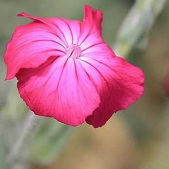 Comment choisir un Lychnis ?