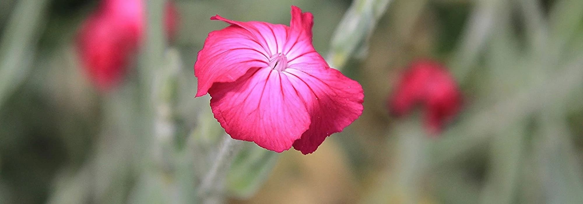 Comment choisir un Lychnis ?