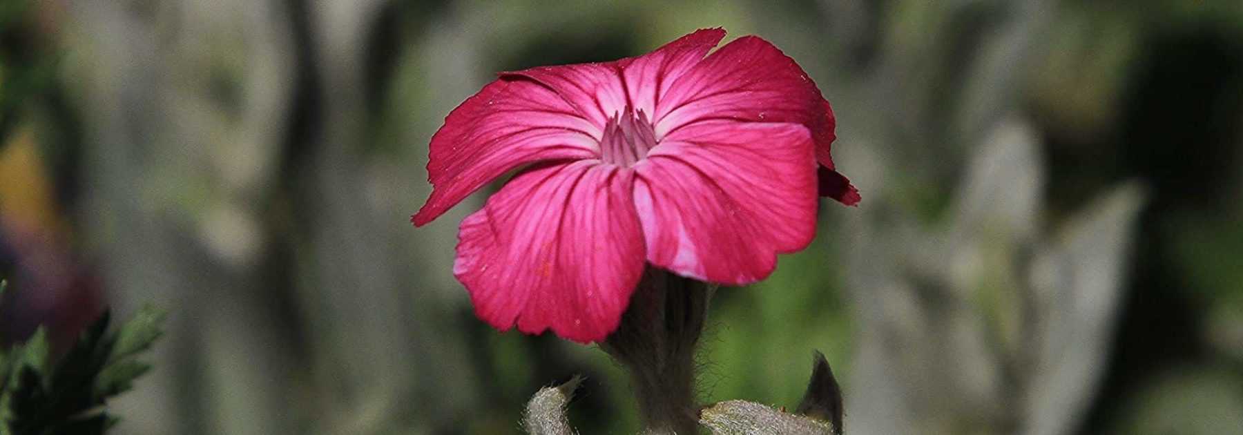 Comment associer les lychnis ?