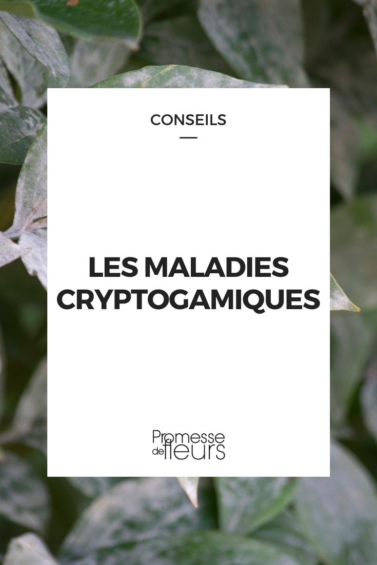 maladie cryptogamique