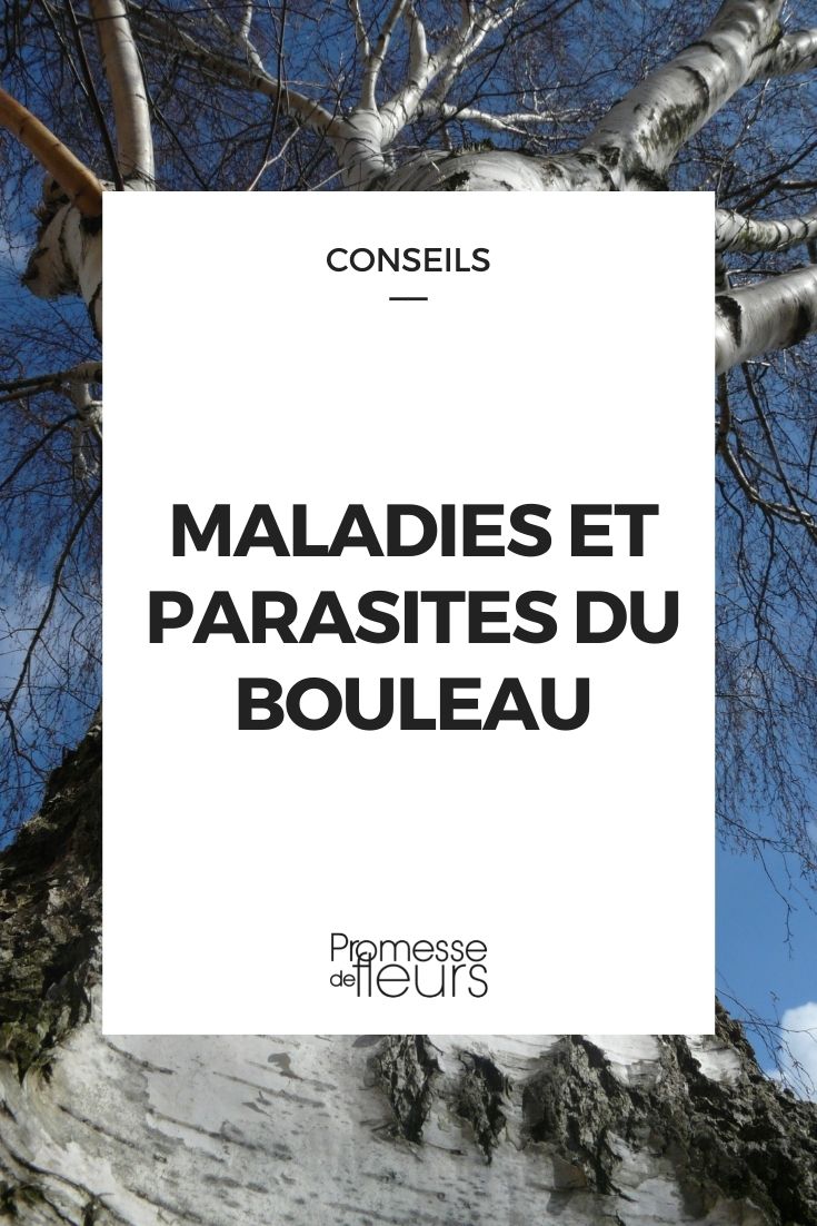 maladie parasite bouleau