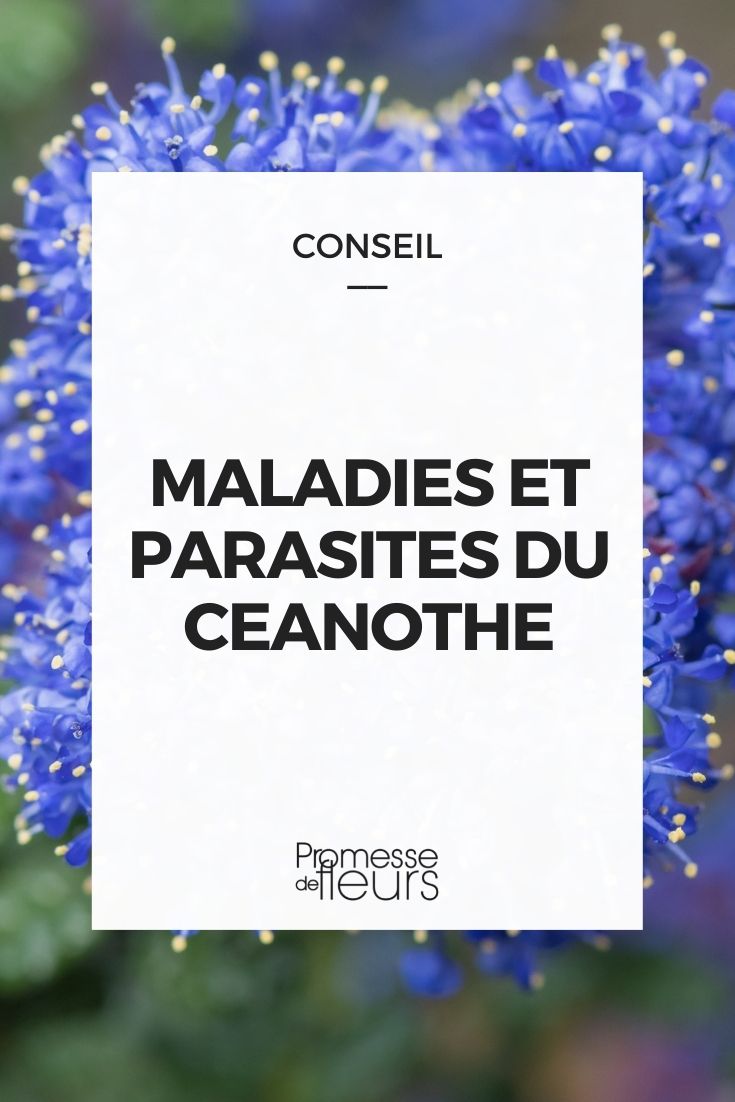 maladies parasites ceanothe