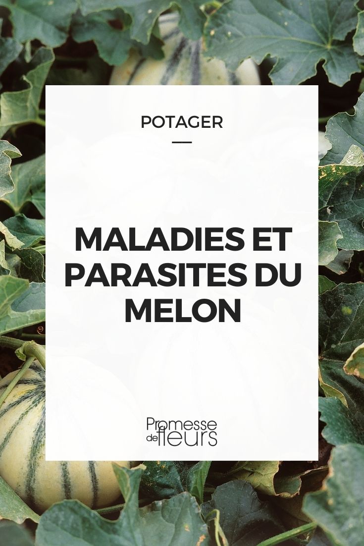 maladies parasites melon
