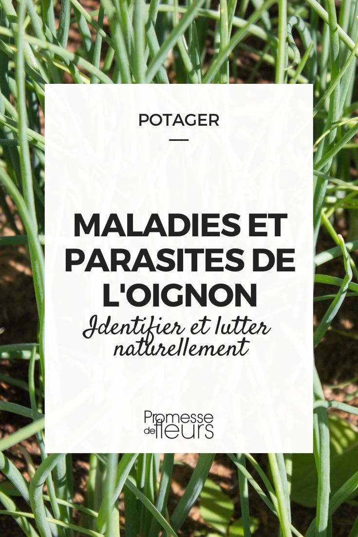 maladies parasites oignon