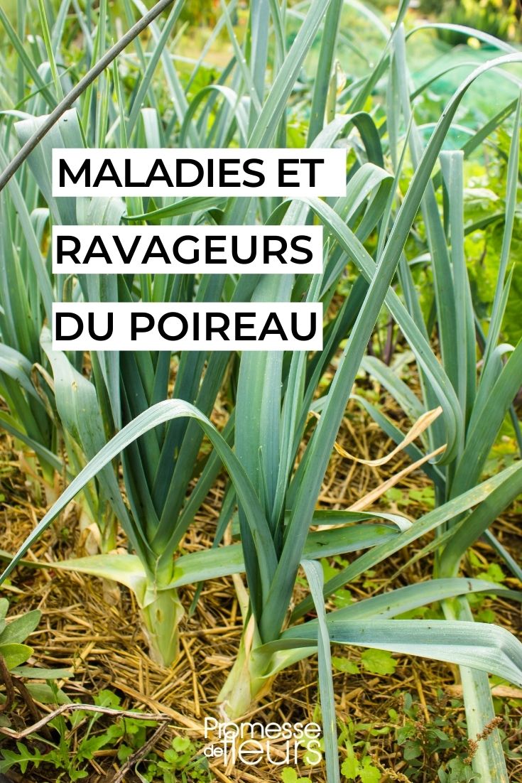 maladies ravageurs poireau