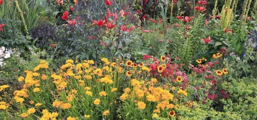 massif coreopsis