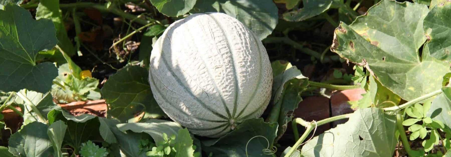 Graines del Païs : Autres légumes fruits > Melon d'hiver Vert