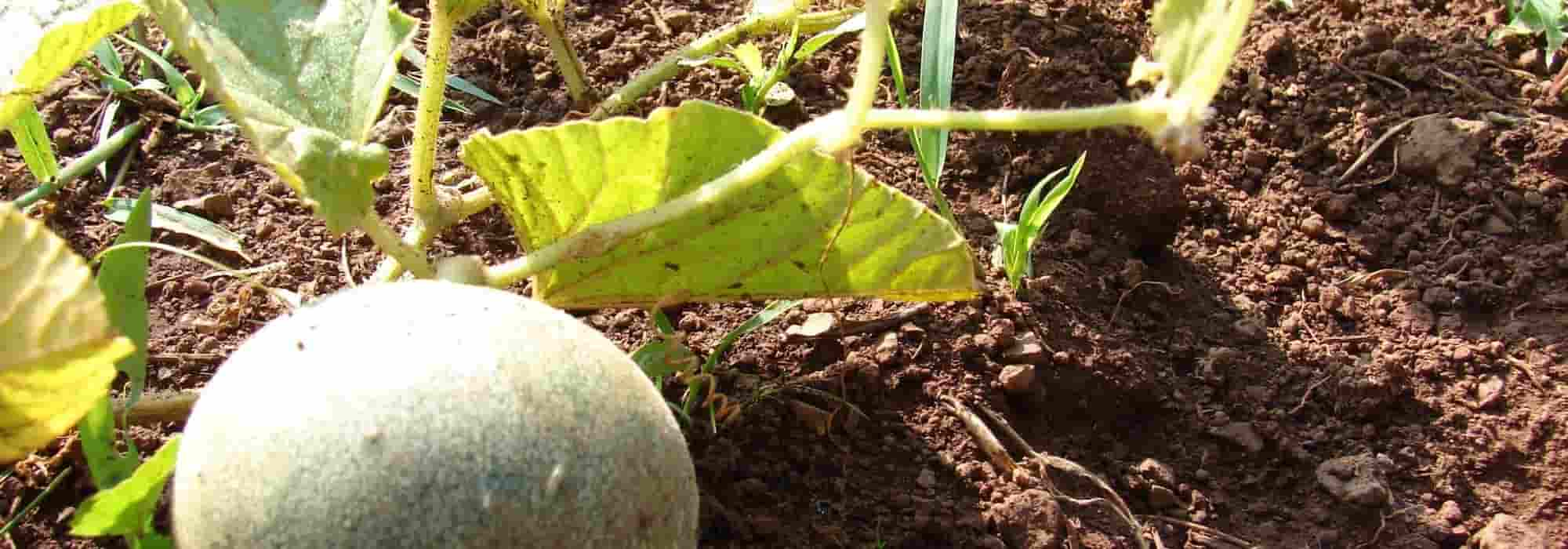 Les maladies et ravageurs du melon