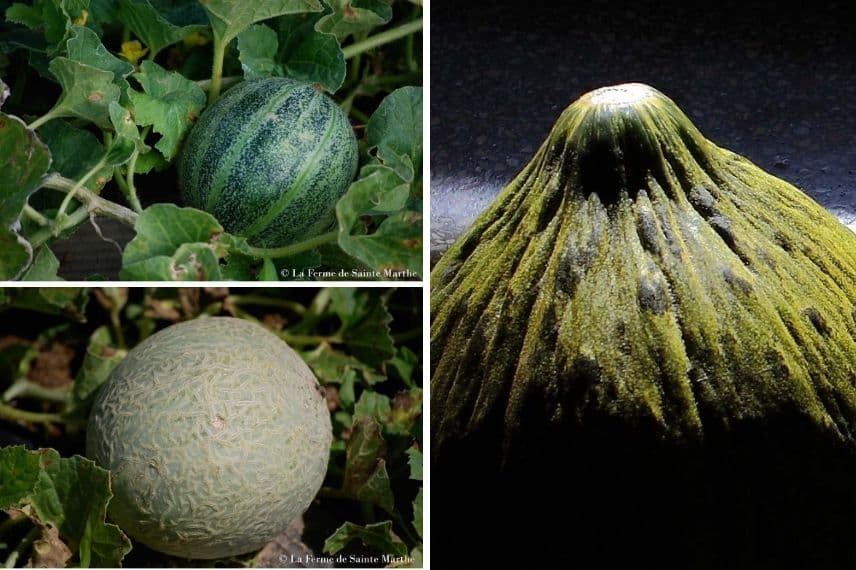 Melon Canari d'Espagne (environ 1 kg)