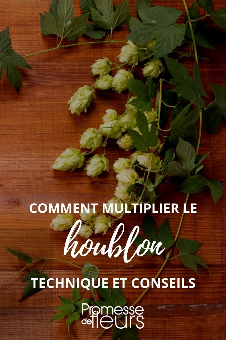 multiplier bouture houblon