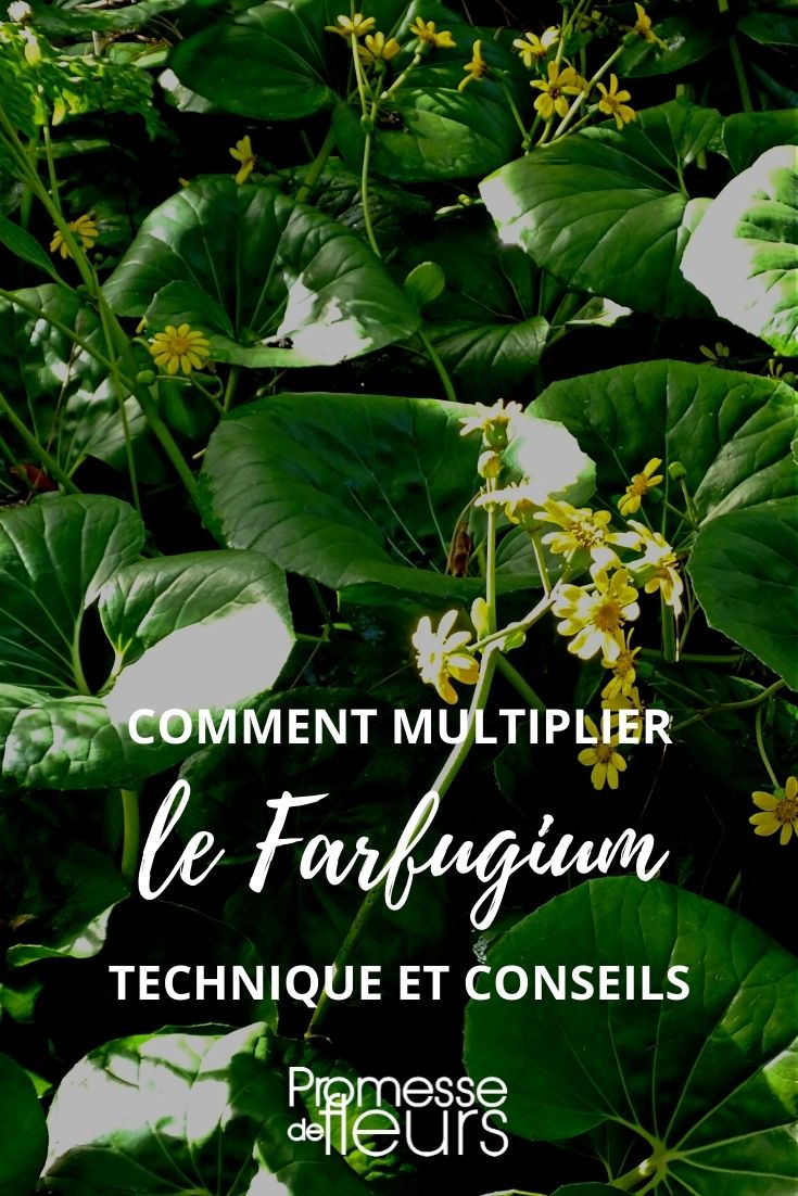 multiplier le farfugium