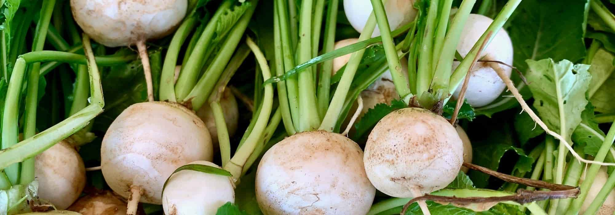 Graines de Navet de Péronne à semer au potager