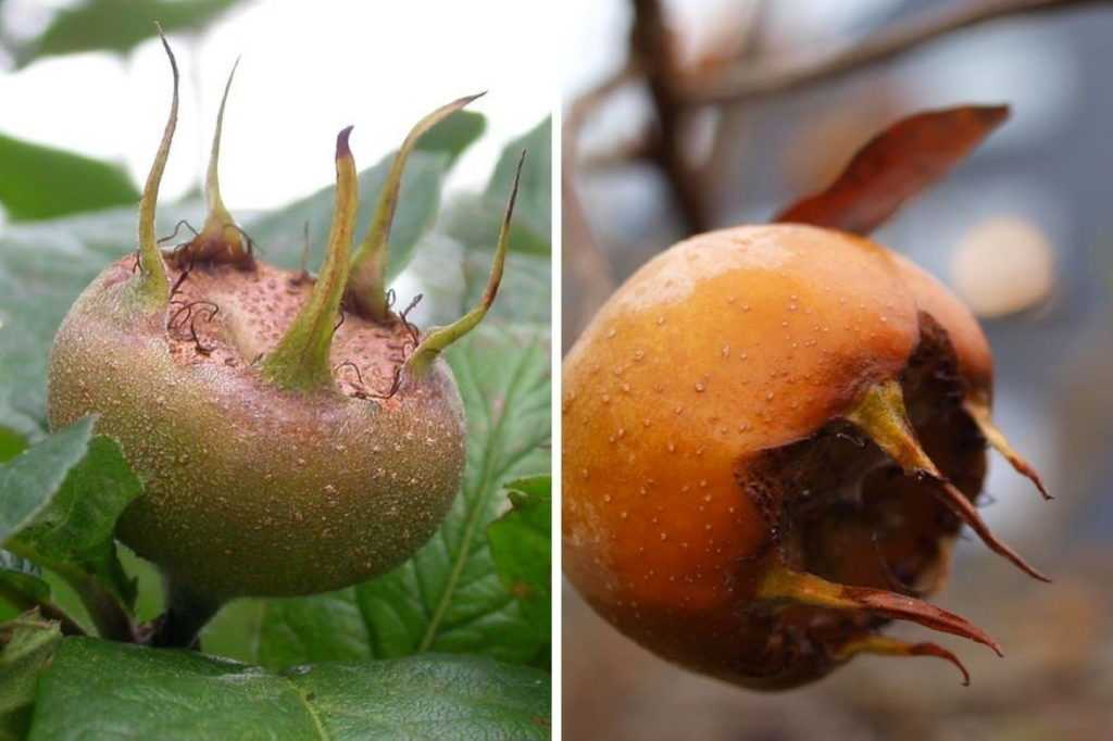 Néflier commun : planter, entretenir, récolter les fruits - Promesse de ...