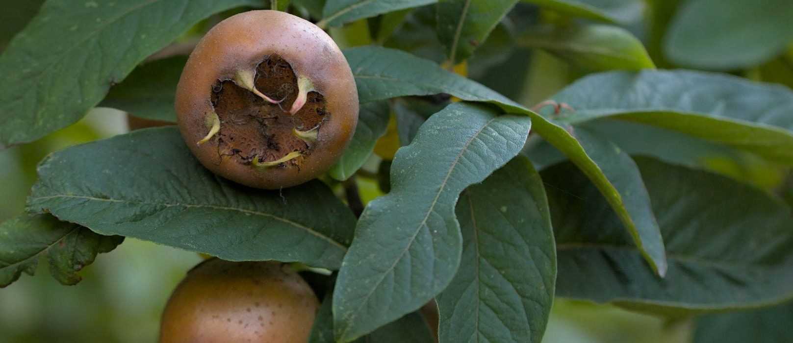 Néflier commun : planter, entretenir et récolter les fruits