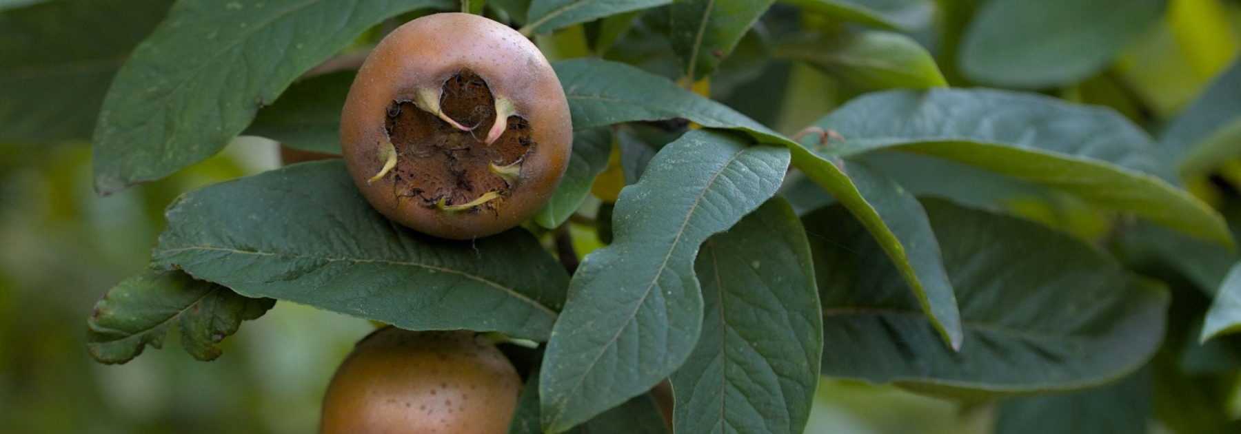 Néflier commun : planter, entretenir, récolter les fruits - Promesse de  Fleurs