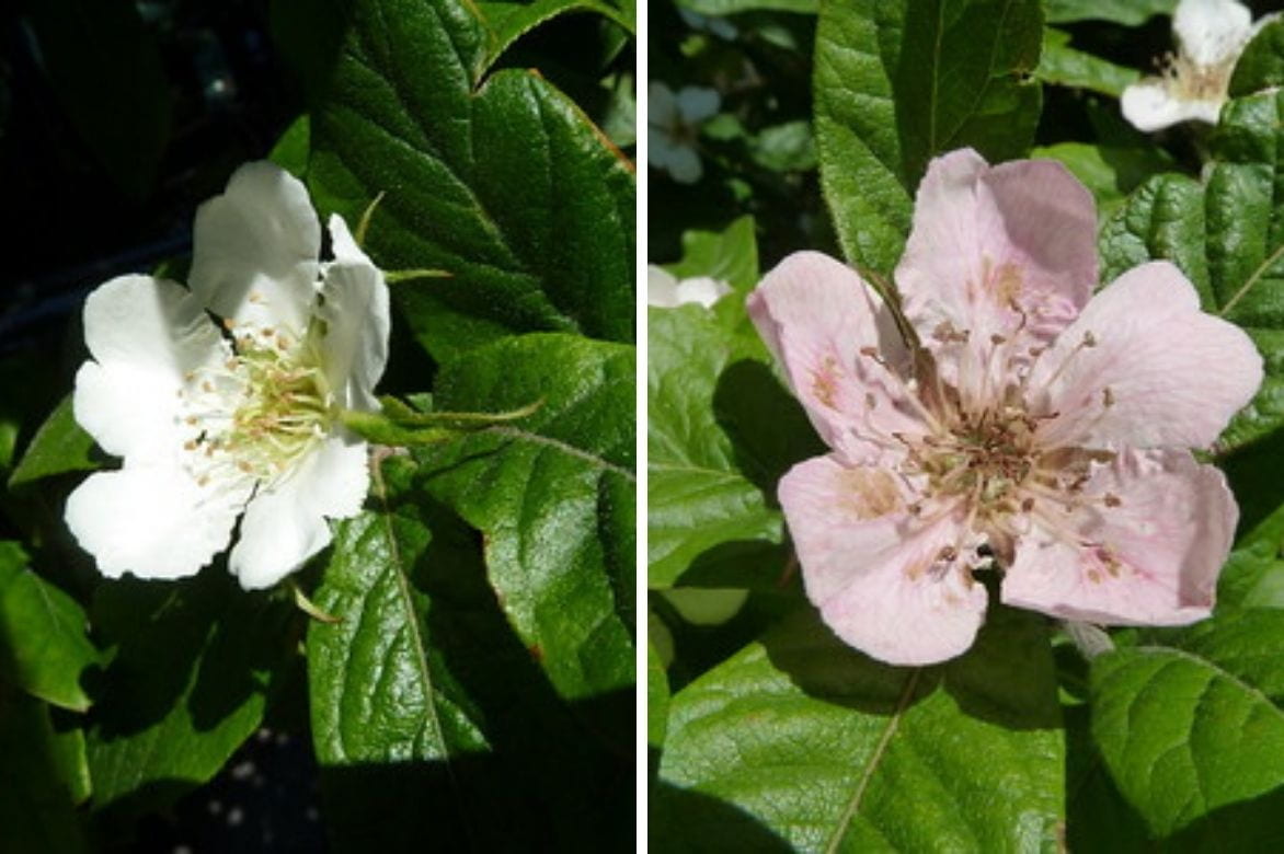 néflier -Mespilus germanica