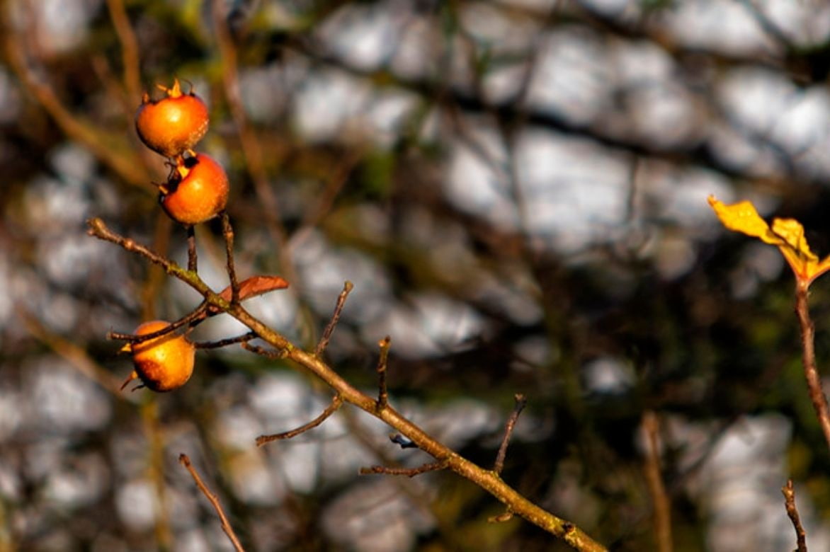 néflier -Mespilus germanica