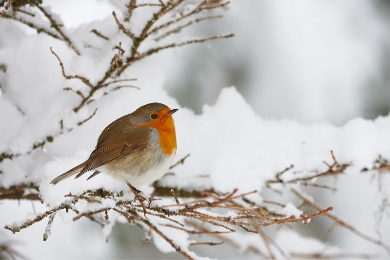 rouge-gorge en hiver