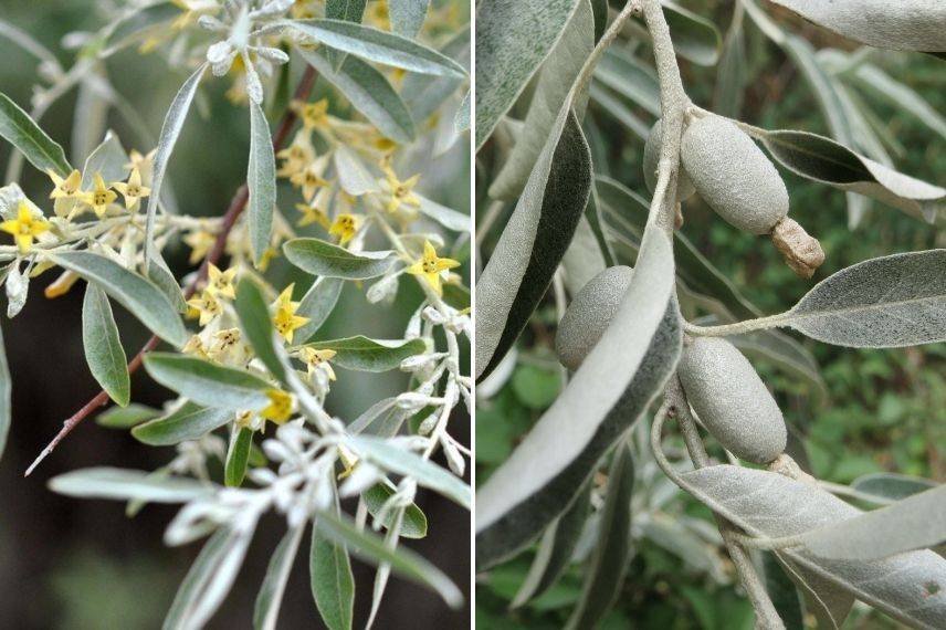 olivier de bohème arbuste résistant au vent