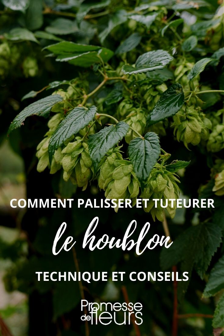 palisser tuteurer houblon