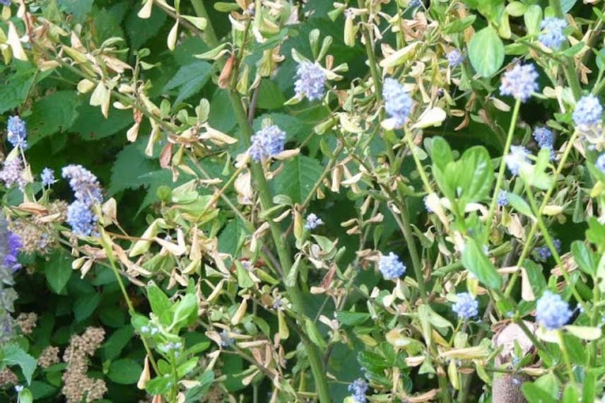 phytophtora ceanothus ceanothe