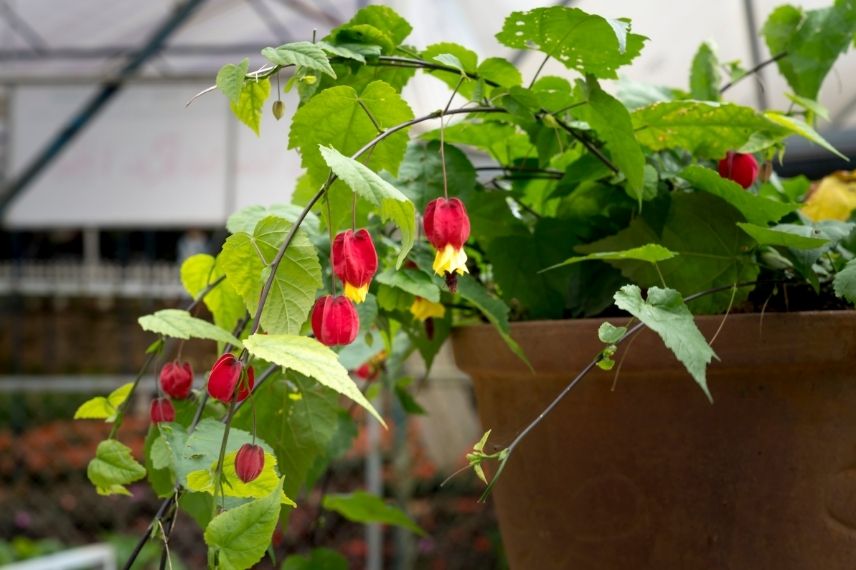 planter un abutilon en pot