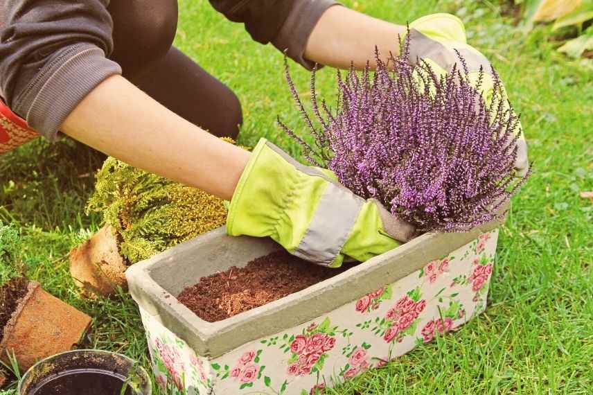 planter une bruyère en pot, bruyère en jardinière