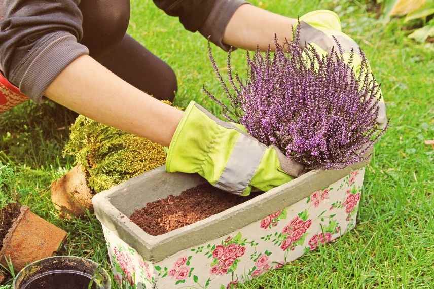 Jardinage: Chaque année, je n'arrive pas à gardes mes bruyères en