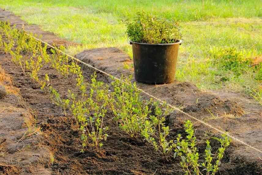 planter une haie défensive