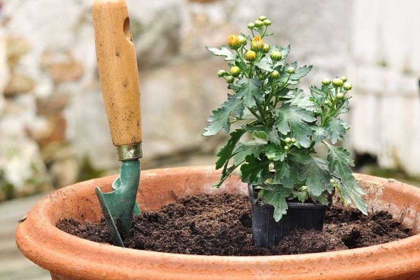 planter une marguerite en pot