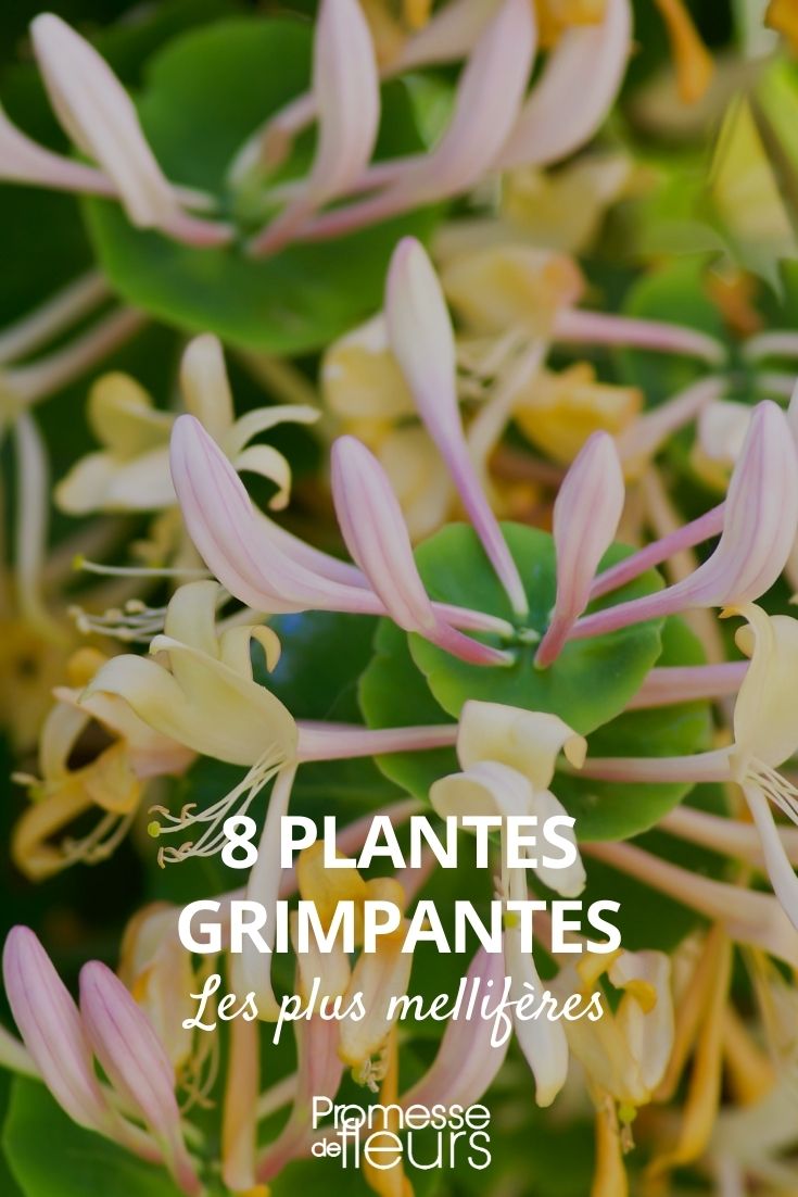 plante grimpante mellifère