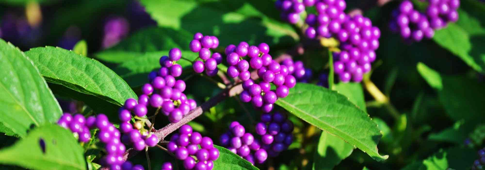 Plante toxique : des baies appétentes pour les enfants - Promesse de Fleurs