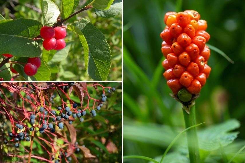 plante à toxicité digestive