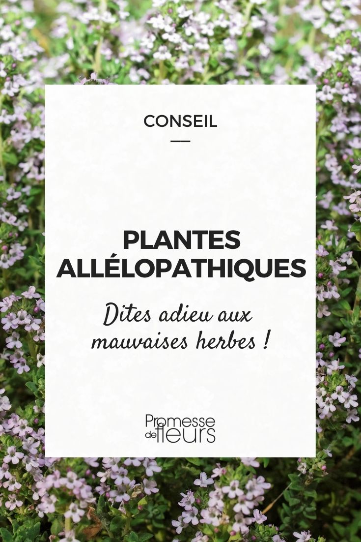 désherbant naturel : les plantes allélopathiques