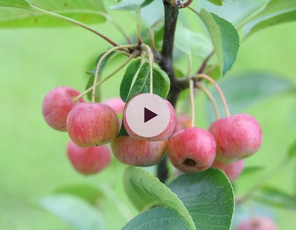 Pommier d'ornement : Beau en toutes saisons